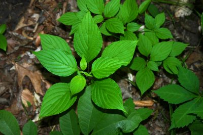 Alternate-leaved Dogwood (Cornus alternifolia)