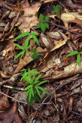Wood Anemone and Cut-leaved Toothwort (Cardamine concatenata)