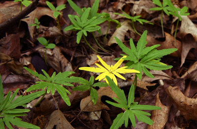 Cut-leaved Toothwort (Cardamine concatenata)