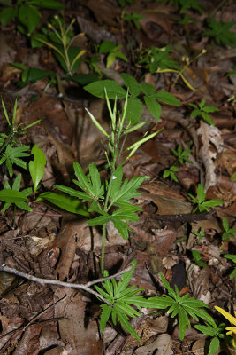 Cut-leaved Toothwort (Cardamine concatenata)