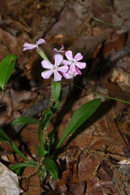 Silene caroliniana- (Sticky Catchfly)