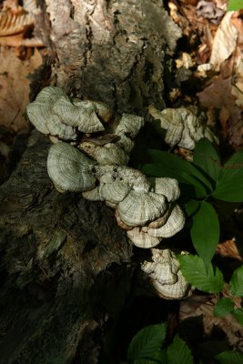 IMG_4366.jpg