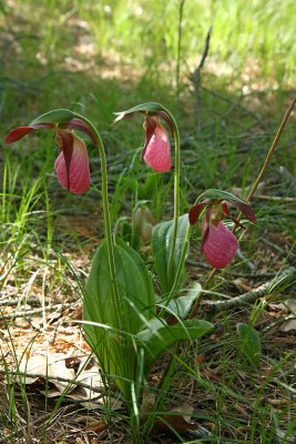 Pink Lady's Slipper (Cypripedium acaule)