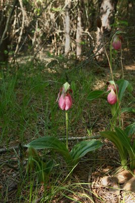 Pink Lady's Slipper (Cypripedium acaule)