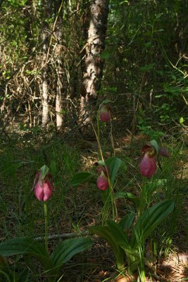 Pink Lady's Slippers (Cypripedium acaule)