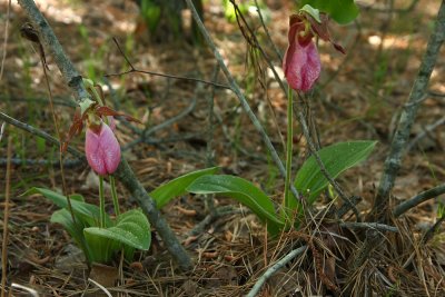 Pink Lady's Slippers (Cypripedium acaule)