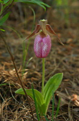 Pink Lady's Slipper (Cypripedium acaule)