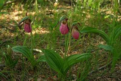 Pink Lady's Slippers (Cypripedium acaule)