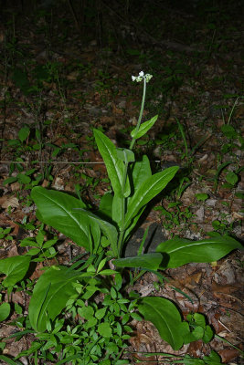 Wild Comfrey (Cynoglossum virginianum var. virginianum)