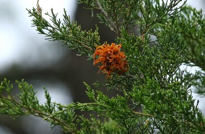 Cedar Apple Rust on Eastern Red Cedar (Juniperus virginiana)