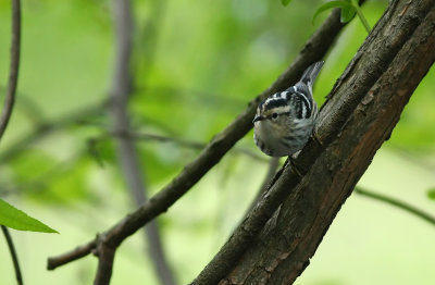 Black-and-white Warbler