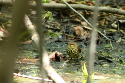 Northern Waterthrush