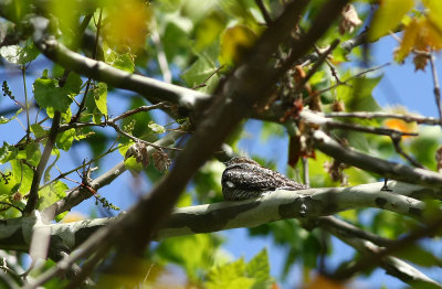 Common Nighthawk