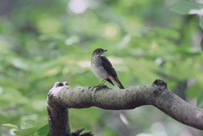 Gray-cheeked Thrush