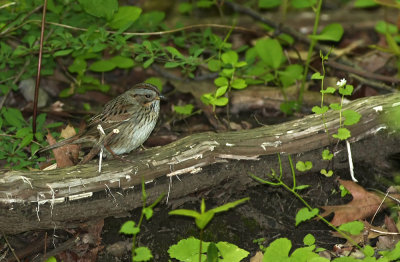 Lincoln's Sparrow