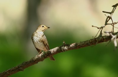 Swainson's Thrush