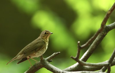 Swainson's Thrush