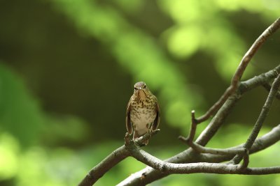 Swainson's Thrush