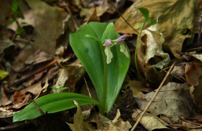 Showy Orchis (Galearis spectabilis)