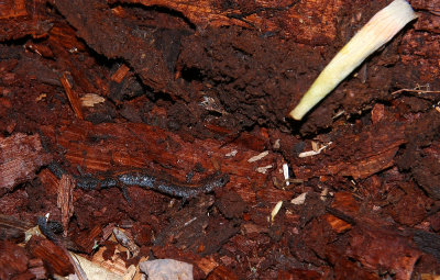 Red-backed Salamander