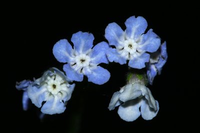 Wild Comfrey (Cynoglossum virginianum var. virginianum)