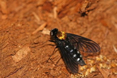 Gold-backed Snipe Fly