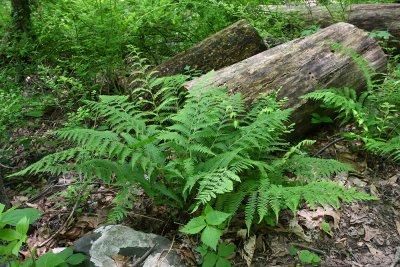 Lady Fern (Athyrium filix-femina)