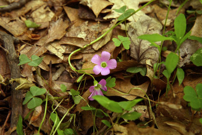 Violet Wood Sorrel (Oxalis violacea)
