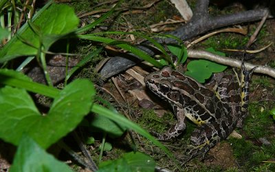 Pickerel Frog!