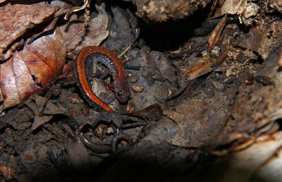 Red-backed Salamander