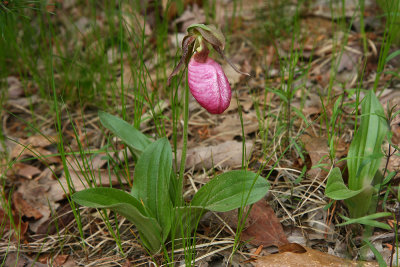 Pink Lady's Slipper (Cypripedium acaule)