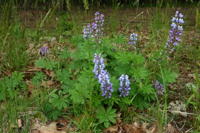 Wild Lupine (Lupinus perennis)