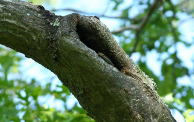 Juvenile Five-lined Skink in a tree!