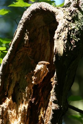 Adult Five-lined Skink in a tree!