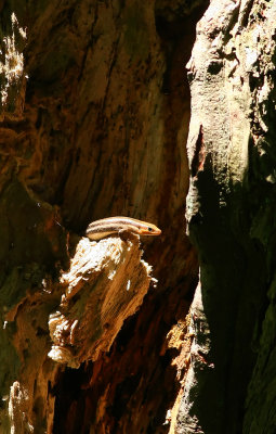 Adult Five-lined Skink in a tree!