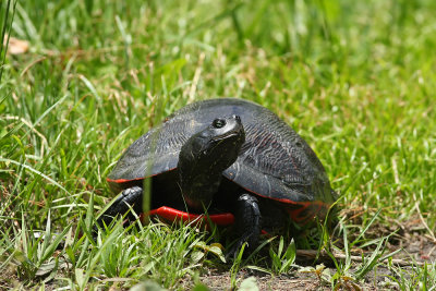 Red-bellied Turtle