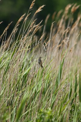 Seaside Sparrow