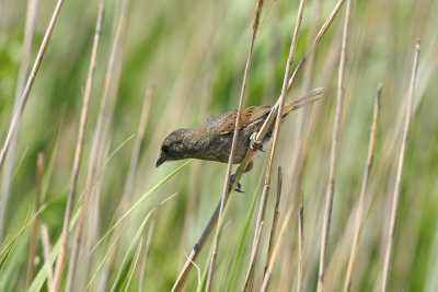 Seaside Sparrow