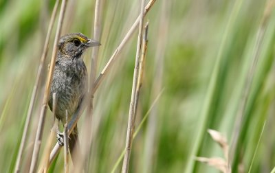 Seaside Sparrow