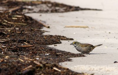 Seaside Sparrow