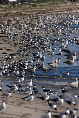 Horseshoe crab egg feast