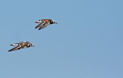 Ruddy Turnstones