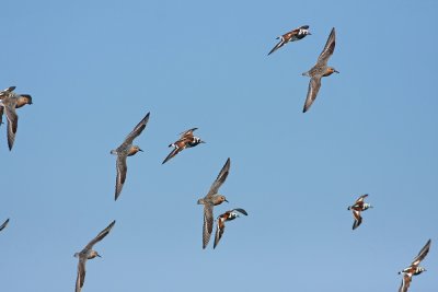 Red Knots and Ruddy Turnstones