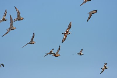 Red Knots and Ruddy Turnstones