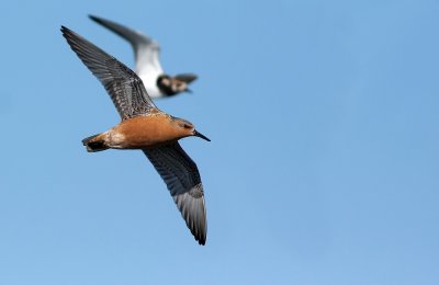 Red Knot and Ruddy Turnstone