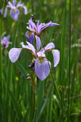 Blue Flag Iris (Iris versicolor)