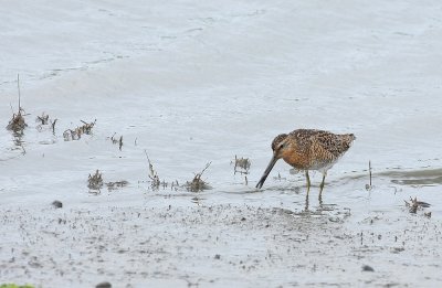 Short-billed Dowitcher