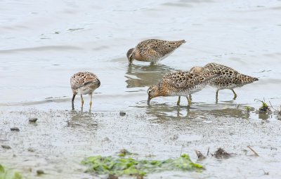Short-billed Dowitchers