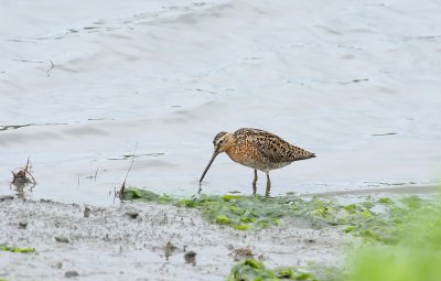Short-billed Dowitcher