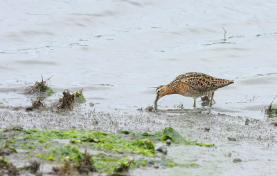 Short-billed Dowitcher